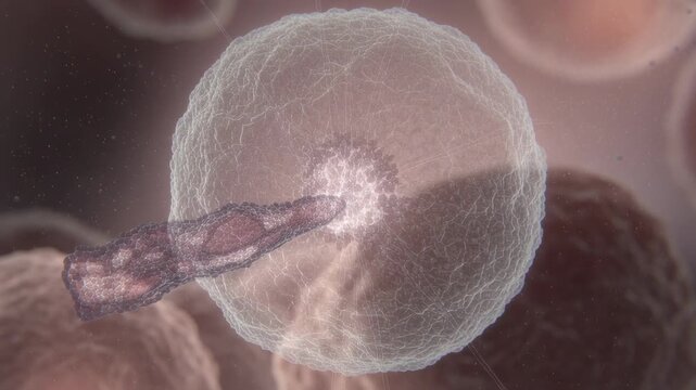 Advancing amoeba moving right, probing to enter cell cortex under microscope, disturbing core