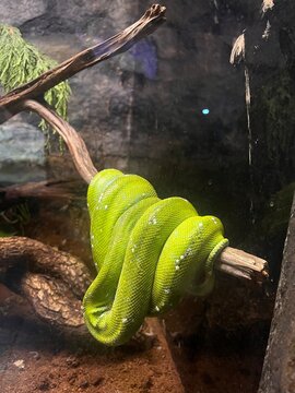 green tree python