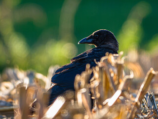 Corbeau © Villages de France