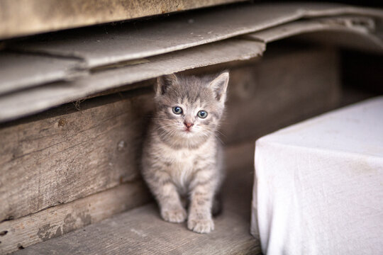 A small gray homeless kitten sits on a wooden plank next to a makeshift shelter and looks sadly at the camera;