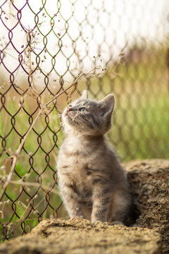 A summer portrait of a beautiful gray kitten sitting on a shell-stone surface, gazing dreamily upwards