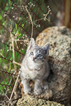 A summer portrait of small gray kitten sitting on a shell-stone surface and looking up with curious eyes