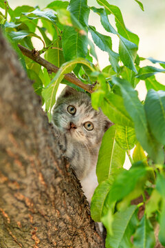 A funny gray kitten hiding among leaves on tree in a summer garden, small cat playing and hunting