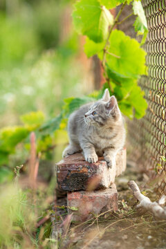 A summer portrait of a beautiful gray kitten sitting on red bricks and looking up, green foliage on background of cute pet