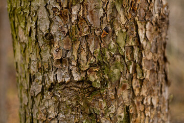 Obraz premium Close up shot texture of tree bark. High quality photo