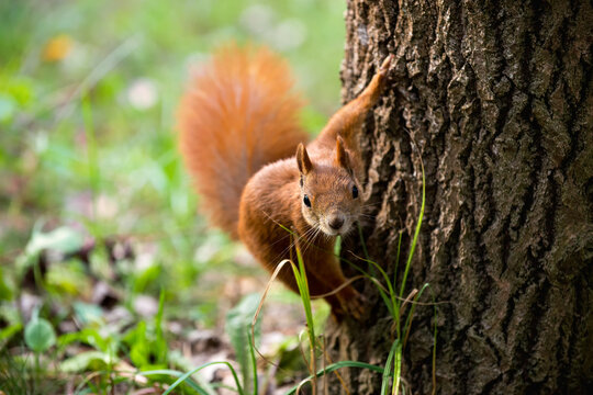 Red squirrel looking at camera next to tree trunk