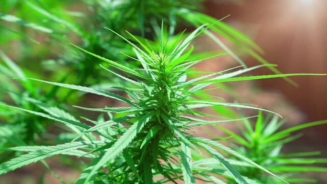 The cannabis plants swayed in the wind.