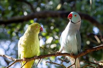loros de kramer © Felipe