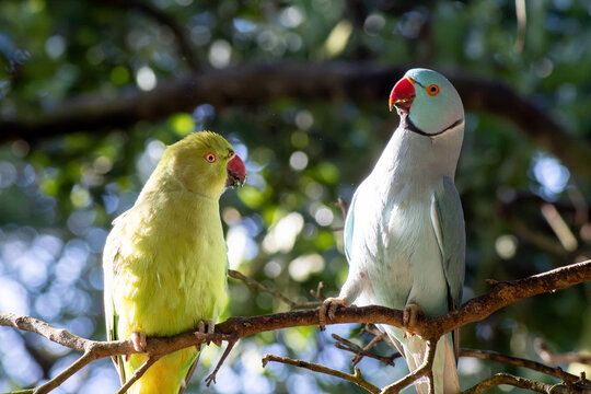 loros de kramer