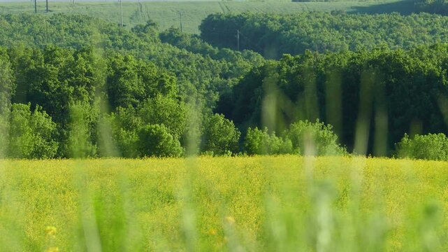 Rapeseed field on rolling hills with green oak forest background on a sunny spring day. Soft focus blurred grass row in the foreground creating a beautiful depth of field in agriculture crop.