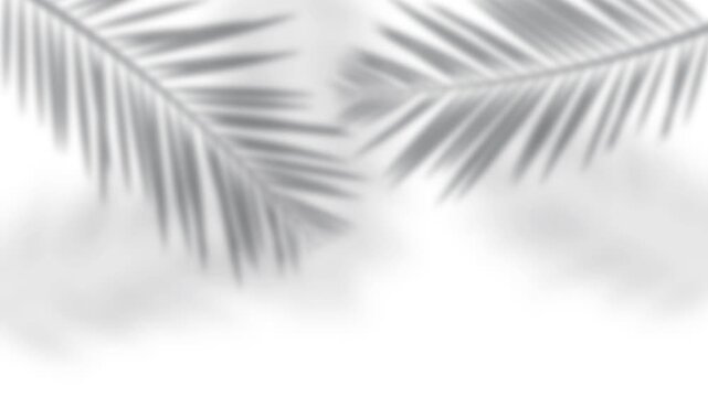 Palm leaf shadow overlay swaying on a white background, seamless loop
