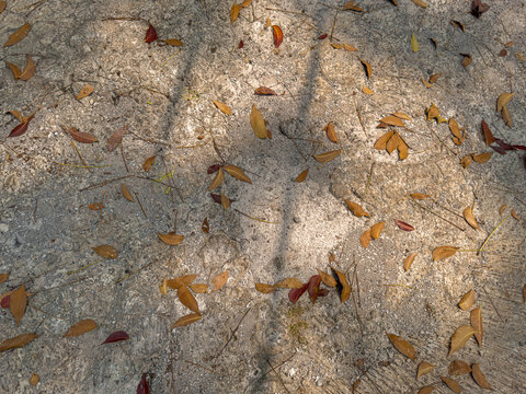 Fallen dry leaves and twigs on weathered concrete floor with diagonal tree shadows, autumn texture background