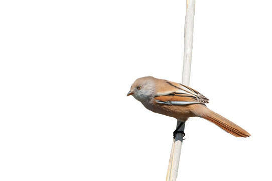 A female Bearded Reedling (Panurus biarmicus) perched on an isolated reed stalk against a transparent background