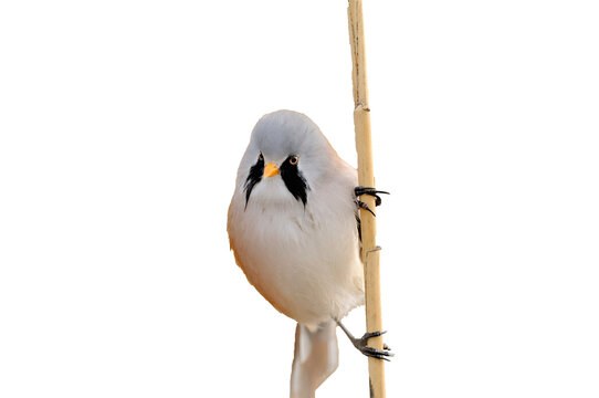 A male Bearded Reedling (Panurus biarmicus), clinging to an isolated, upright reed stalk on a transparent background, looking straight ahead