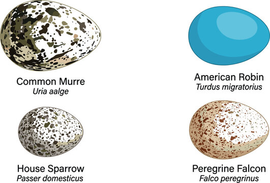 Vector educational collection of different bird eggs featuring robin sparrow murre and peregrine falcon species isolated graphic set
