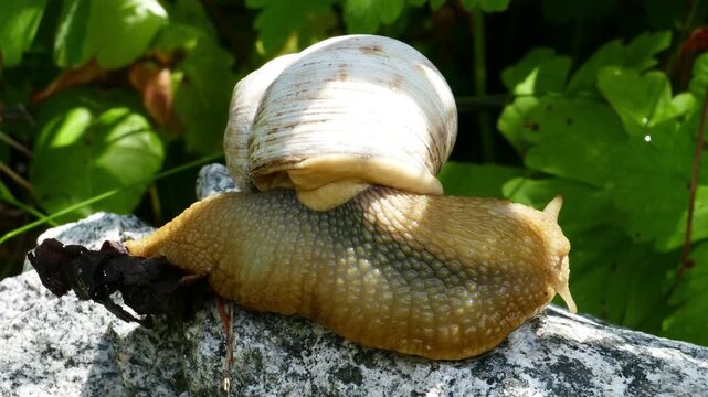 Macro close up of a big mountain snail with a white shell and yellow body in the wild nature. Wildlife footage filmed around Vihren hut in Pirin National Park near Bansko Bulgaria.