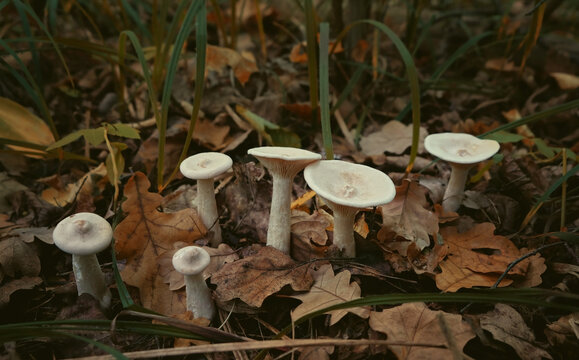Autumn landscape with white mushrooms in fallen leaves, nature background. Clitocybe geotropa (Infundibulicybe geotropa, trooping funnel) grow in forest. harvest time, picking fungi. Forest aesthetic