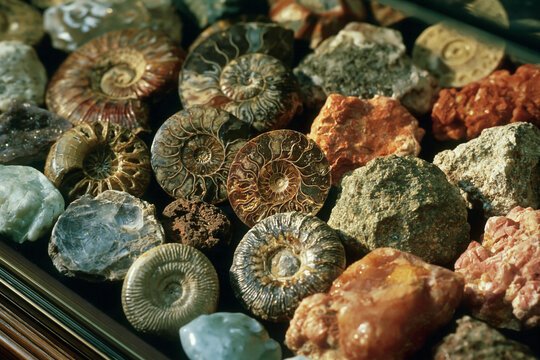 Collection of Beautiful Ancient Ammonite Fossils and Natural Mineral Rocks