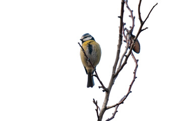 A cute blue tit (Cyanistes caeruleus) perched on a bare branch in winter, isolated against a transparent background. © TAMER YILMAZ
