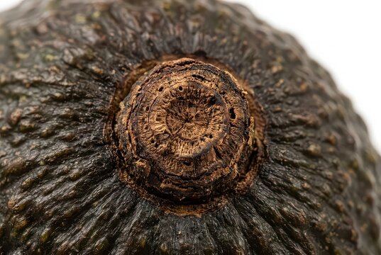 Detailed Macro Shot of the Stem End of a Fresh Ripe Avocado with Bumpy Dark Skin Texture
