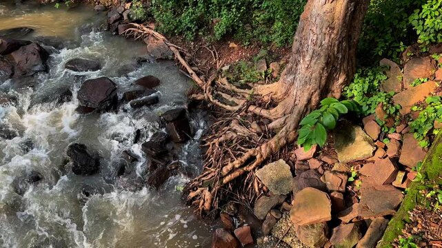 Severe riparian erosion has stripped soil from the bank exposing a massive tree root system above the rushing creek