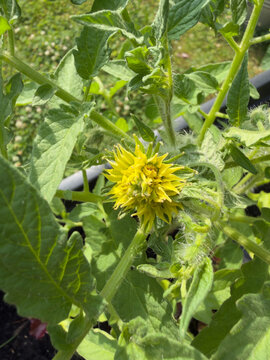 Yellow tomato megabloom with fused petals and serrated foliage (Solanum lycopersicum