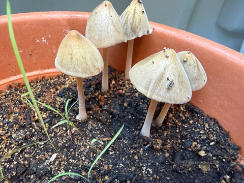 Conical agaric mushrooms with pale caps and slender stalks in terracotta pot