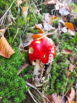 mushroom from natural forest in bohemia
