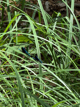 Calopteryx splendens &mdash; Banded Demoiselle on Lush Green Grass
