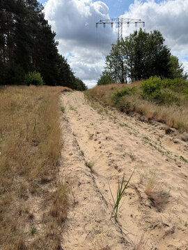 Sandy rural path with dry grasses, shrubs, and electricity pylon in Brandenburg, Germany