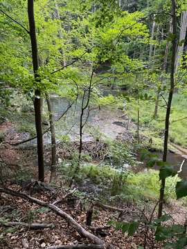 Dense woodland with a beaver dam near Eberswalde, Germany