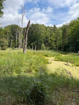 Wetland Landscape with Leafless Trees and Moorland Vegetation