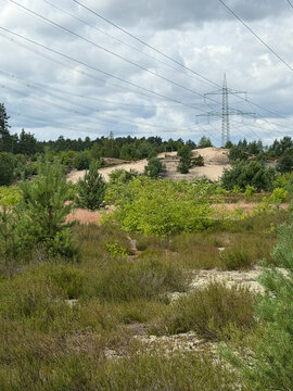 Dune landscape with shrubs, young pines, and transmission tower in Brandenburg