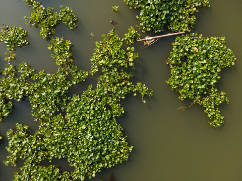 Aerial view of water hyacinth plants floating on the surface of a river with some debris in Patikraja, Central Java, Indonesia.