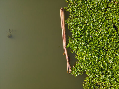Aerial view of a floating log on the surface of a river next to a dense patch of green water hyacinths in Patikraja, Central Java, Indonesia.