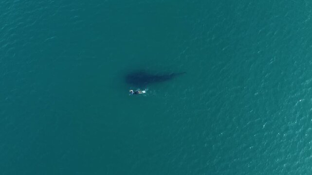 High altitude view of an adventurous tourist swimming parallel to a beautiful wild whale shark in the green sea.