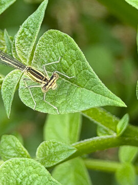 Googly‑eyed Platycnemis pennipes &mdash; the curious damselfly portrait