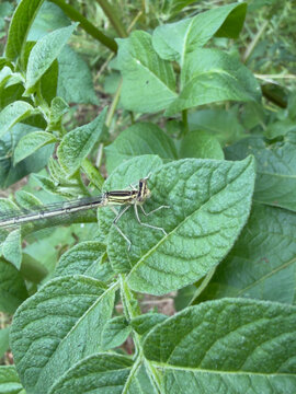 A white-legged damselfly (Platycnemis pennipes) perches on the textured leaf of a green plant