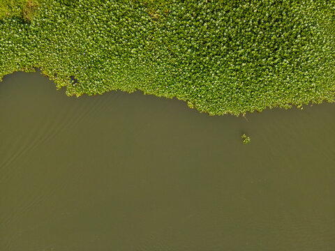 Aerial view of dense green water hyacinths floating on the dark surface of a river in Patikraja, Central Java, Indonesia.