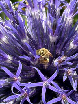 Close up of a section of Echinops bannaticus or blue globe thistle with bee nested at center