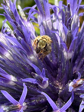 Close up of a section of Echinops bannaticus or blue globe thistle with bee nested at center