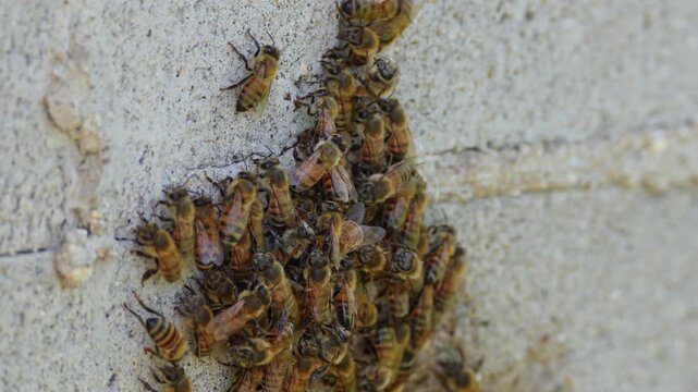 Detail of a swarming bee colony on a concrete wall where several worker bees can be seen arriving with bright yellow pollen.