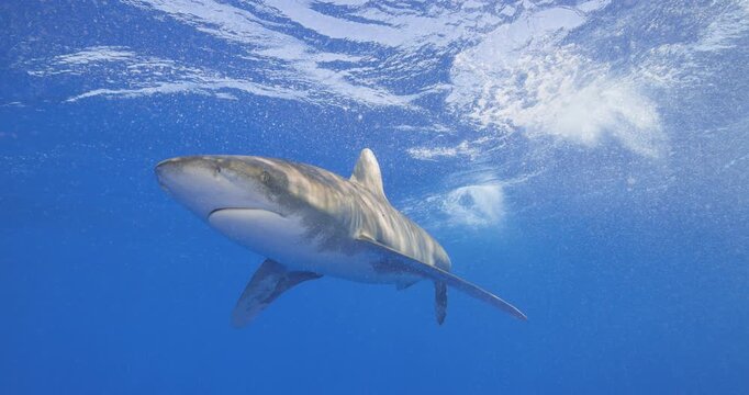 An oceanic white tip shark swims towards and over the camera giving a great view of the unique white mottling on the underside of the shark's body and fins in Cat Island, Bahamas.