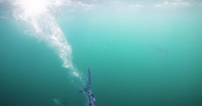 Striped Marlin diving through the ocean surface as it chases a bait ball of sardines in Magdalena Bay, Mexico.
