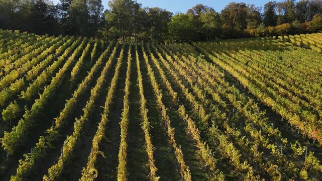 Aerial Dolly In Above Autumn Vineyard Rows in Wellenstein Luxembourg Moselle Wine Landscape