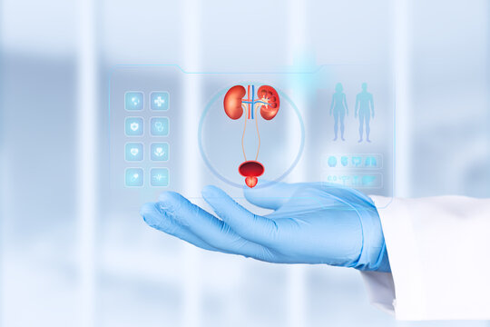 A doctor's hand, clad in a light blue glove, examines a chart of the male urinary system. Concept of urology, pathology, and urinary tract infection detection.