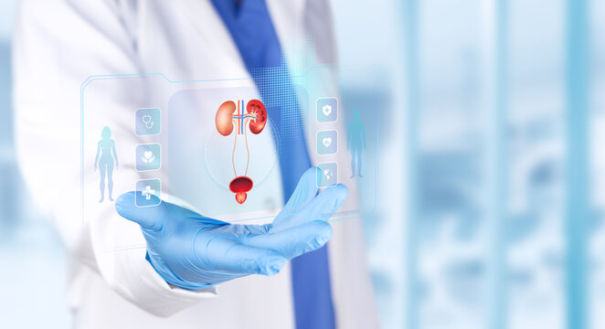 Urology specialist analyzing a chart of the male urinary system for medical diagnosis and research into benign prostatic hyperplasia. Isolated with copy space.