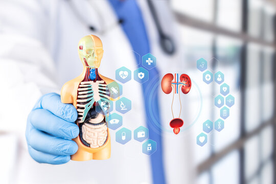 Scientist studying a chart of the male urinary system for the diagnosis of kidney diseases, urological research, and medical concepts. Bokeh background.