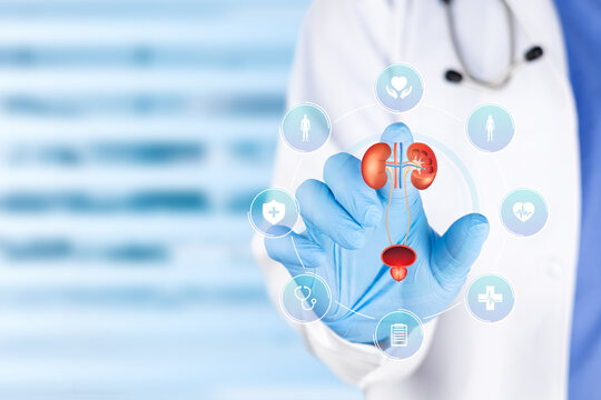 Medical specialist examining a diagram of the male urinary system for the diagnosis of urinary retention; urology and health concept. Isolated with copy space.