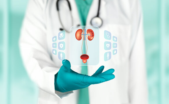 Surgeon analyzing the male urinary system to diagnose urological conditions and urethral stenosis. Concept of urinary disease prevention, medical research, and technology.